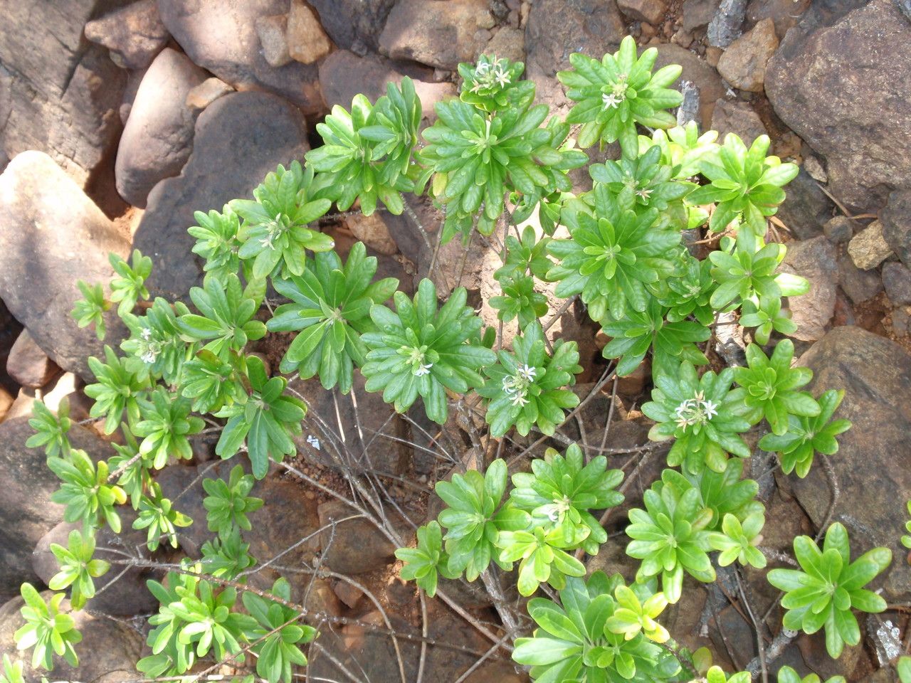 Scaevola montana habit
