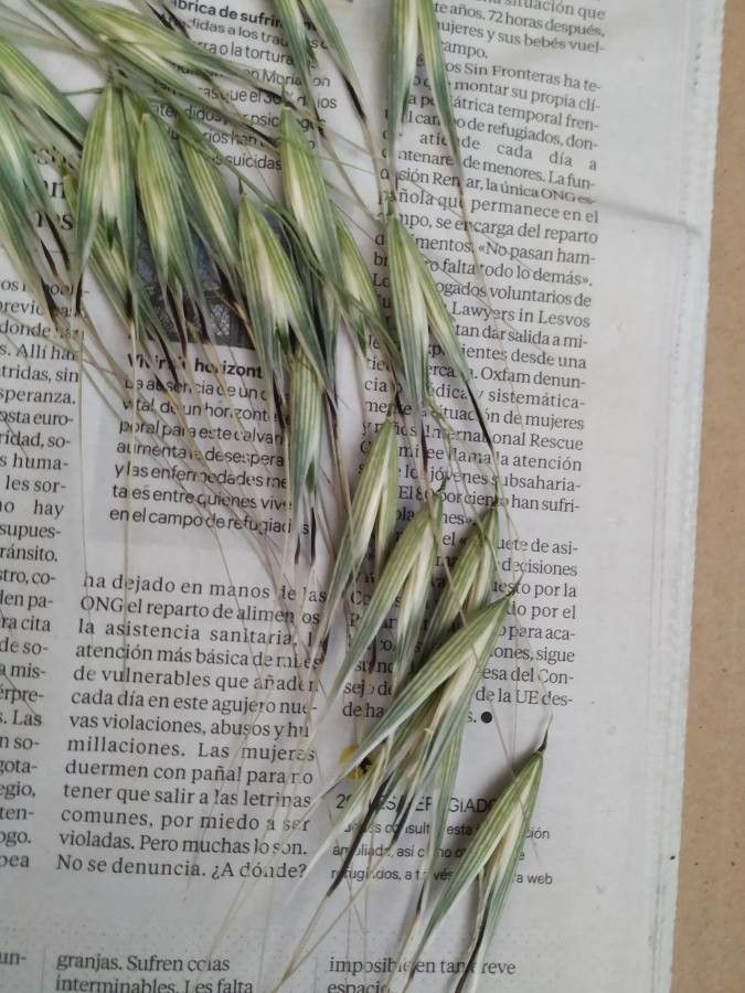 Avena sterilis flower