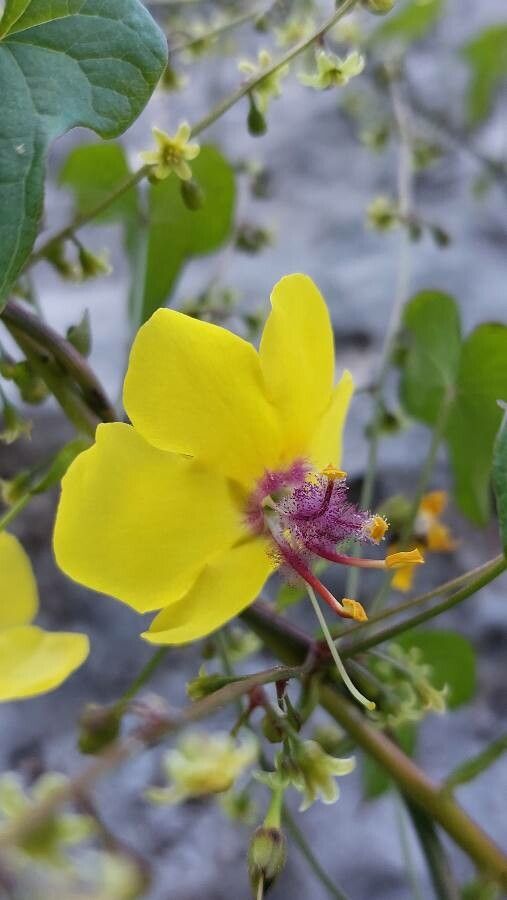 Verbascum arcturus flower