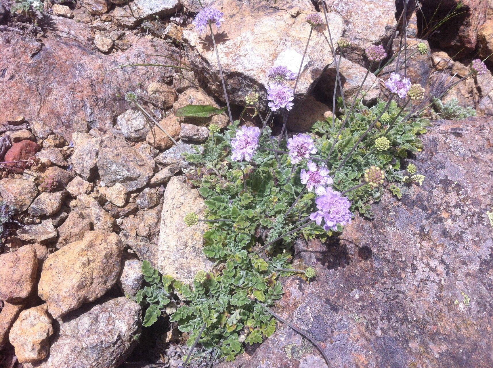 Scabiosa turolensis flower