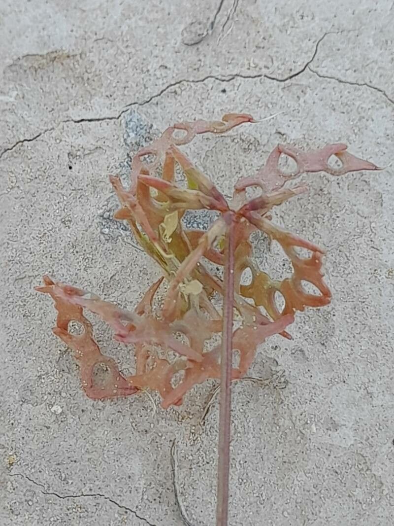 Hippocrepis areolata fruit