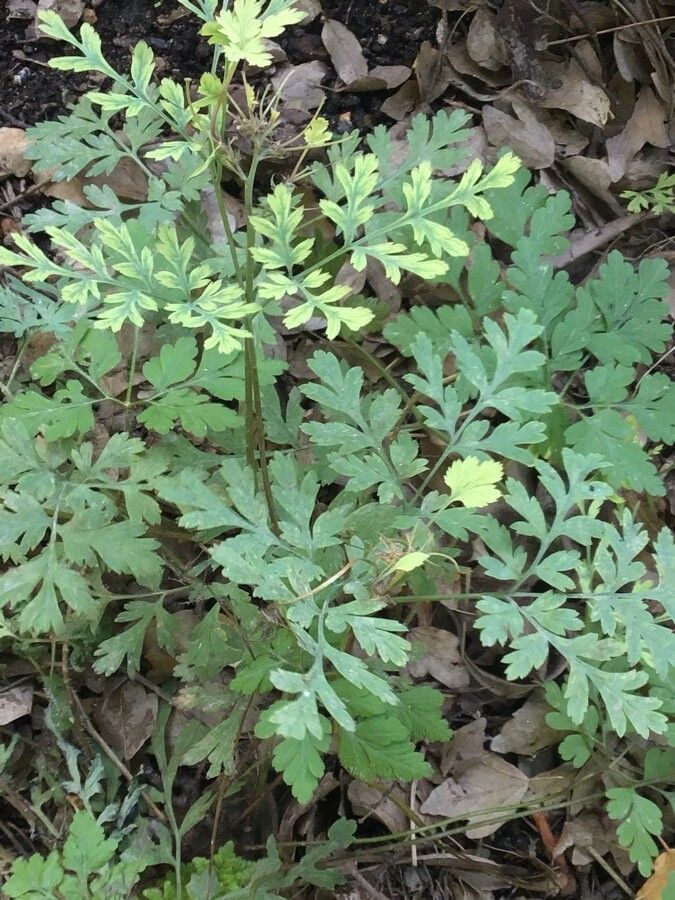 Dicentra eximia habit