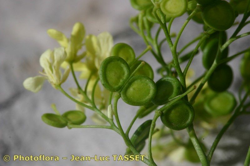Biscutella frutescens fruit