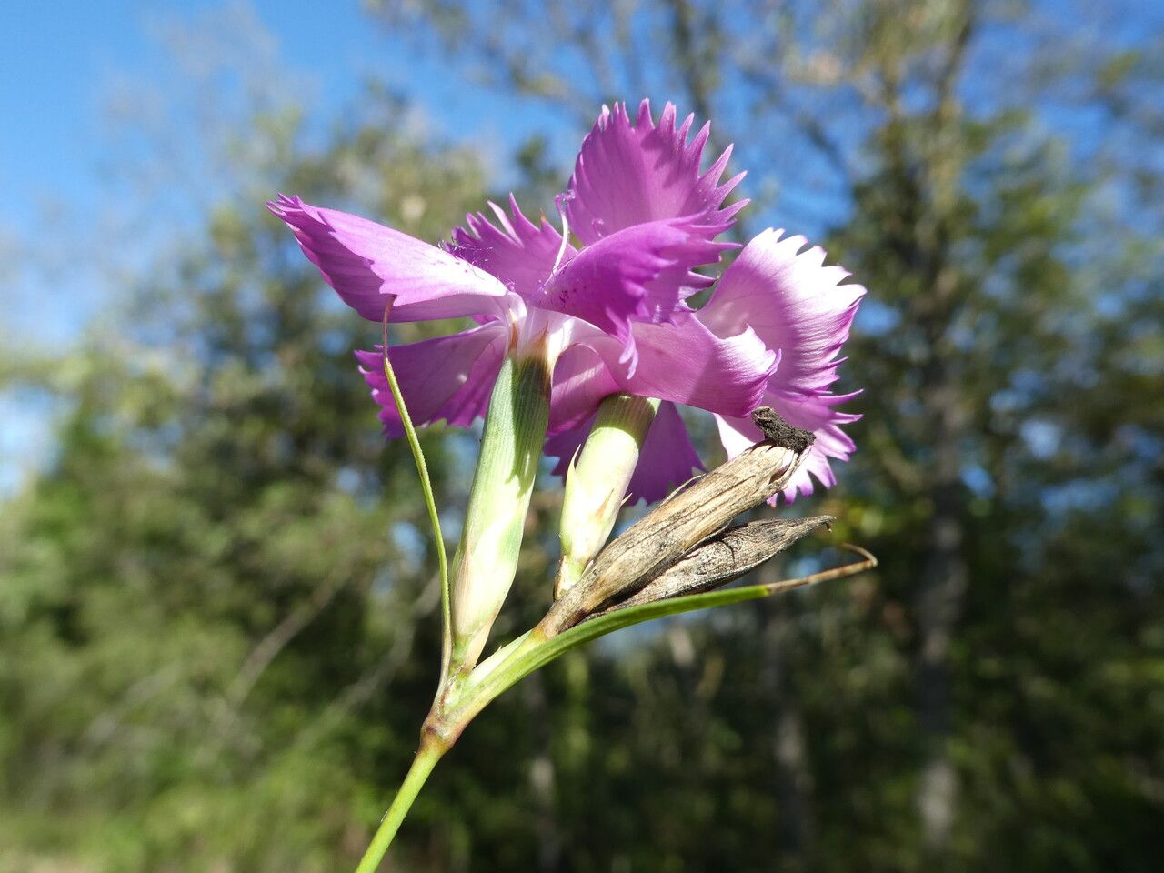 Dianthus seguieri bark