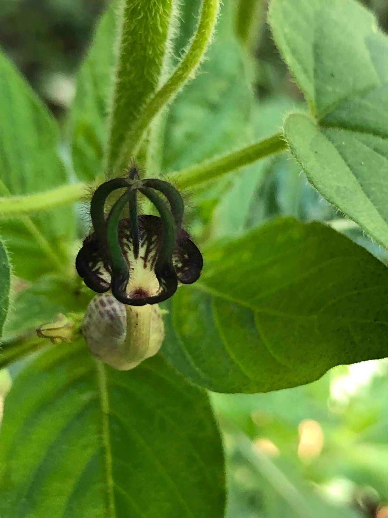 Ceropegia meyeri-johannis flower