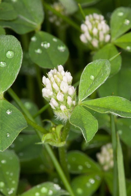 Trifolium striatum flower