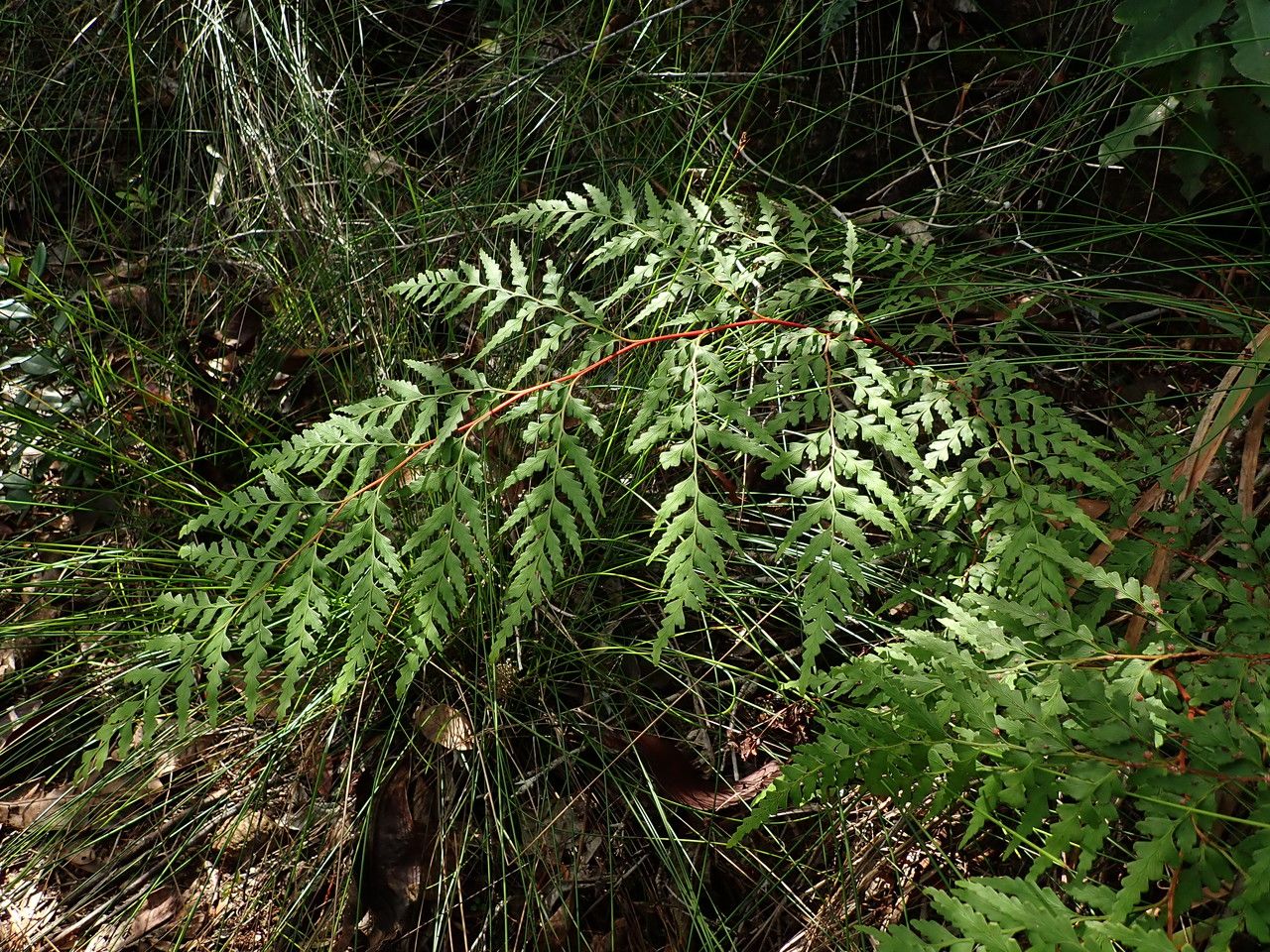 Odontosoria deltoidea leaf
