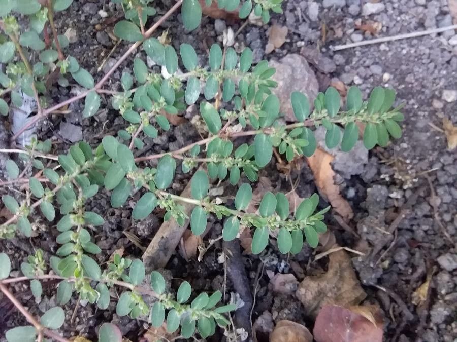 Euphorbia serpens — search result for 'Euphorbia'