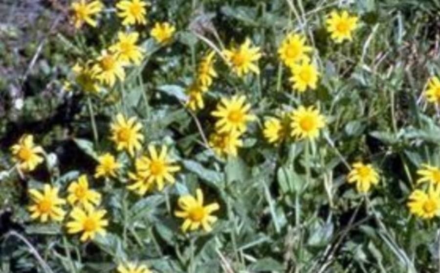 Arnica latifolia flower