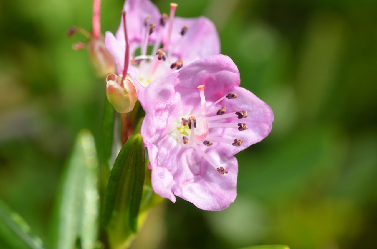 Kalmia polifolia flower