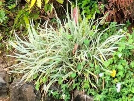 Cymbopogon nardus — search result for 'Citronella'