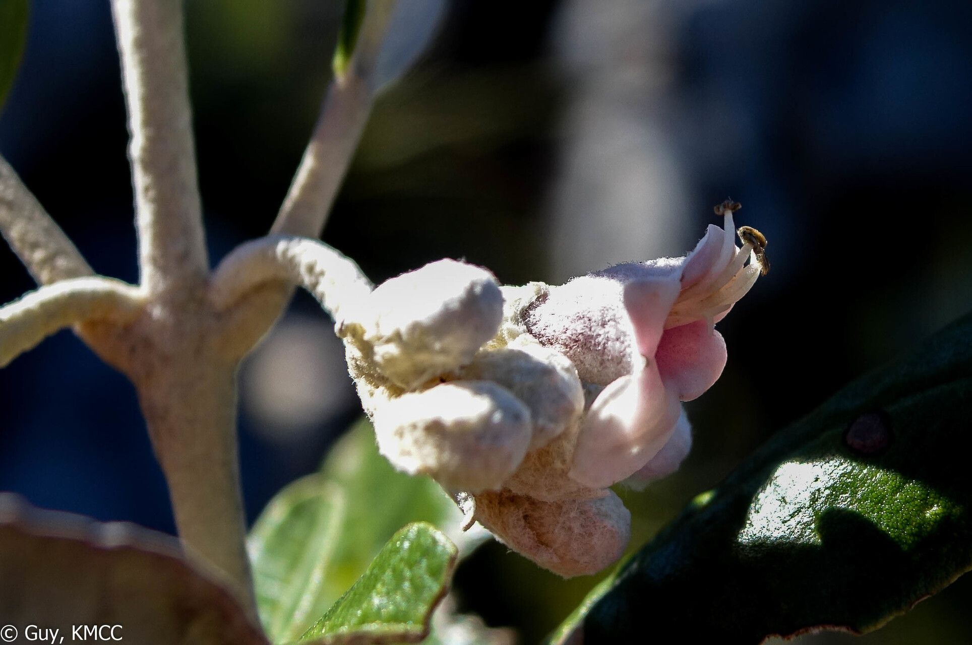 Vitex betsiliensis — search result for 'Vitex'