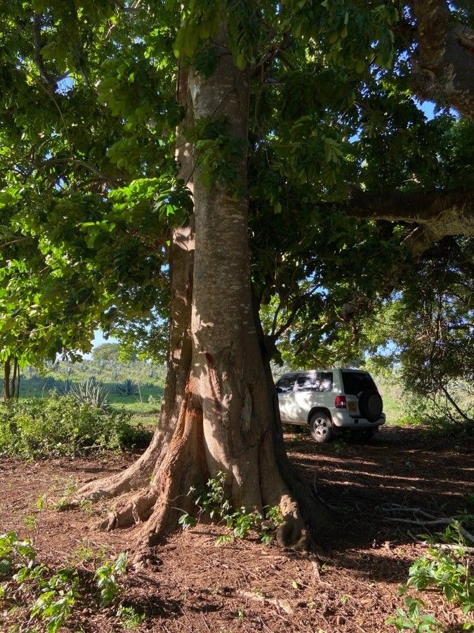 Trichilia emetica bark