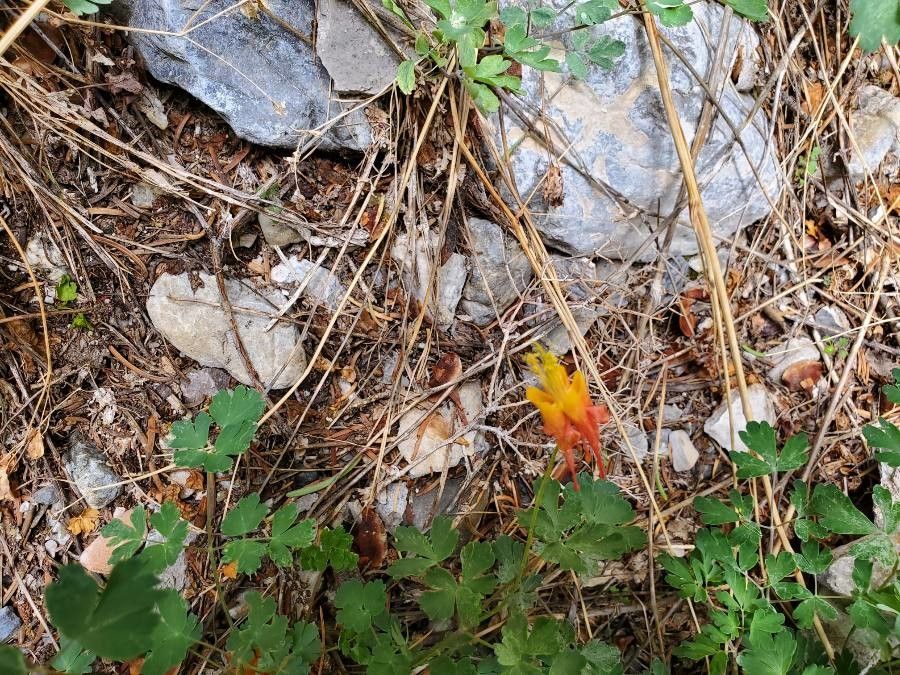 Aquilegia desertorum flower