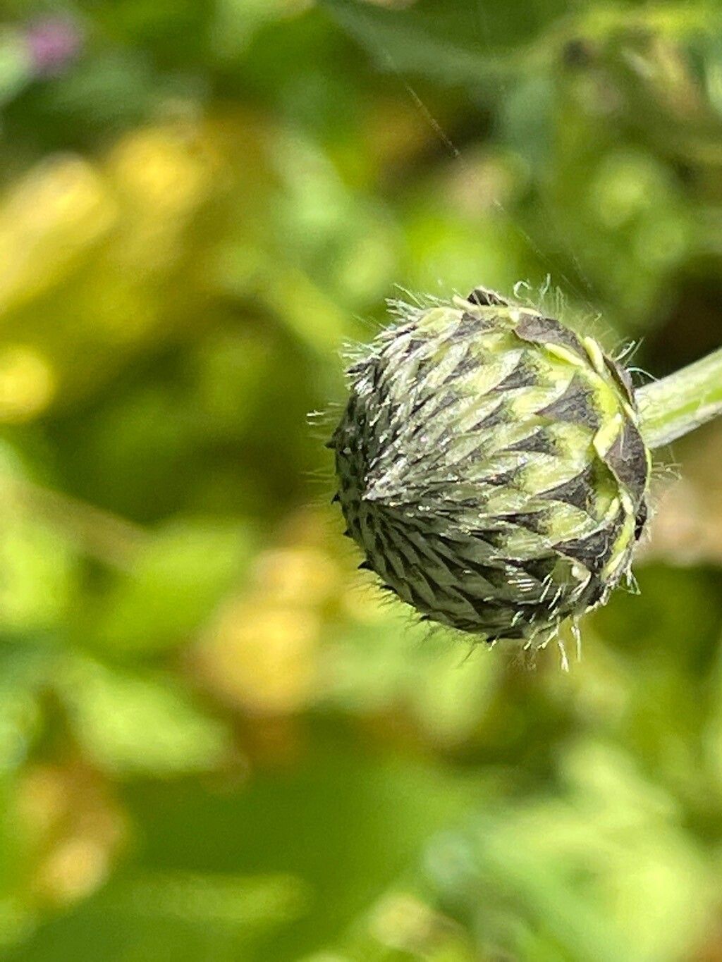 Cephalaria alpina flower