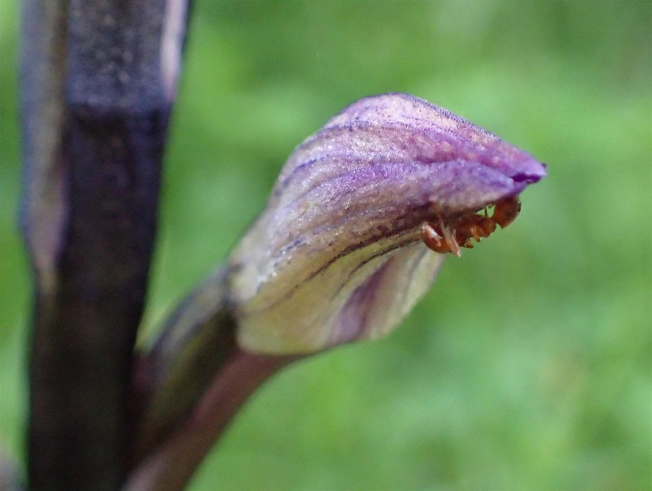 Limodorum abortivum fruit