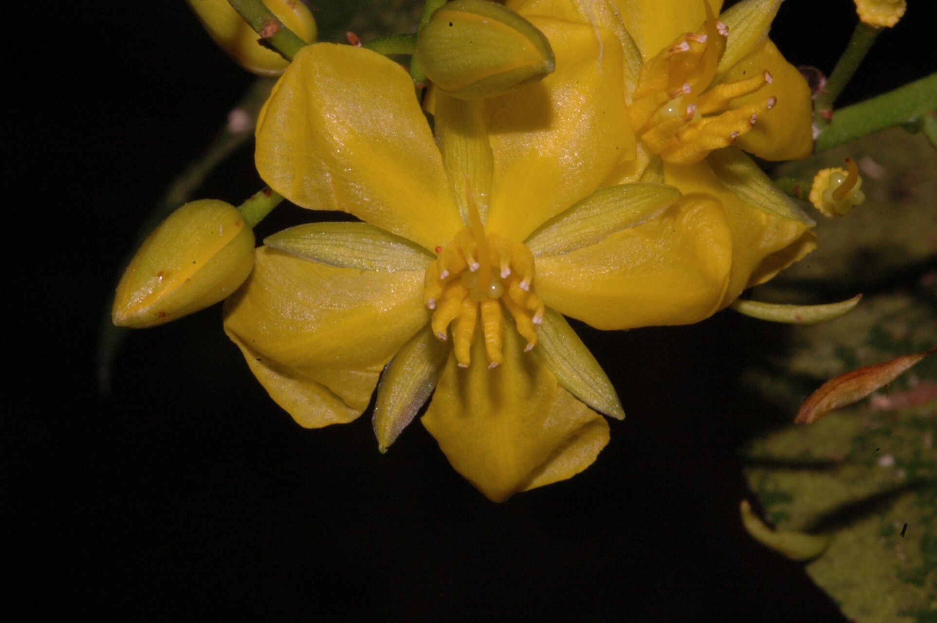 Ouratea acuminata flower