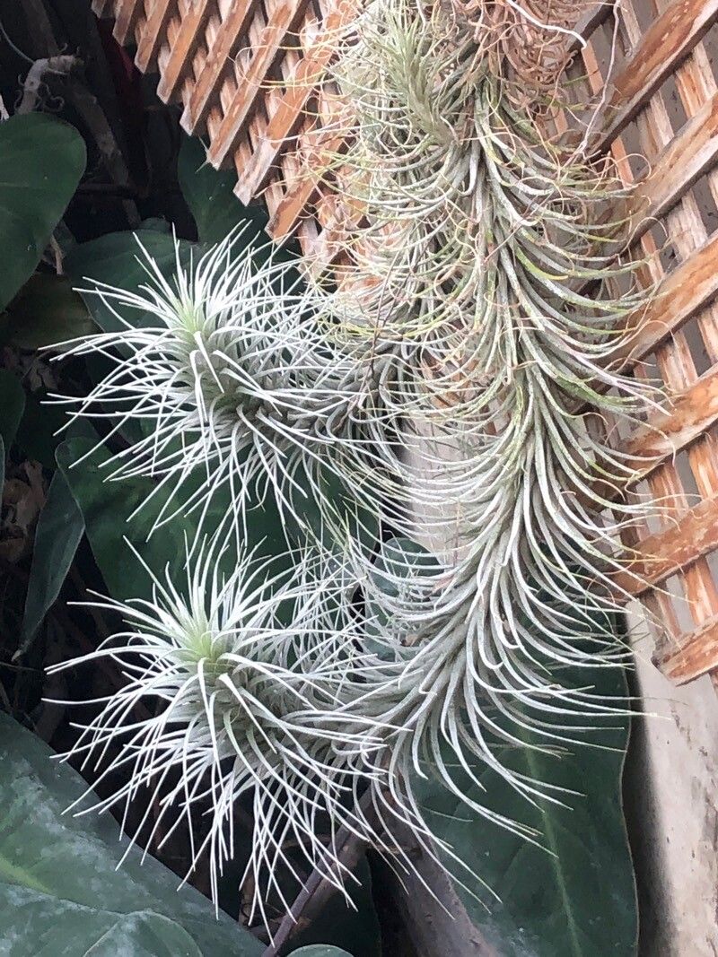 Tillandsia heteromorpha — houseplant care guide