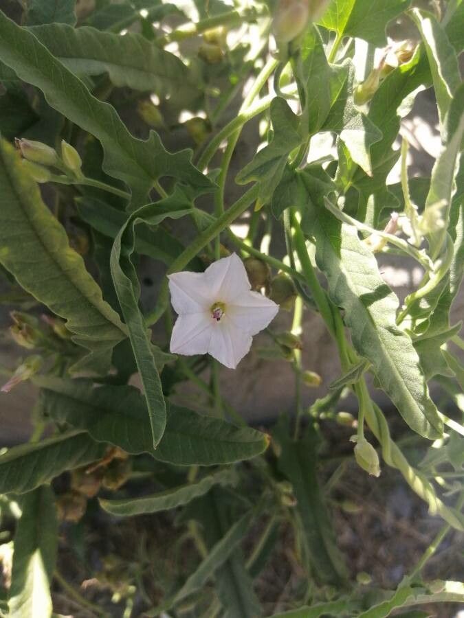 Convolvulus equitans flower