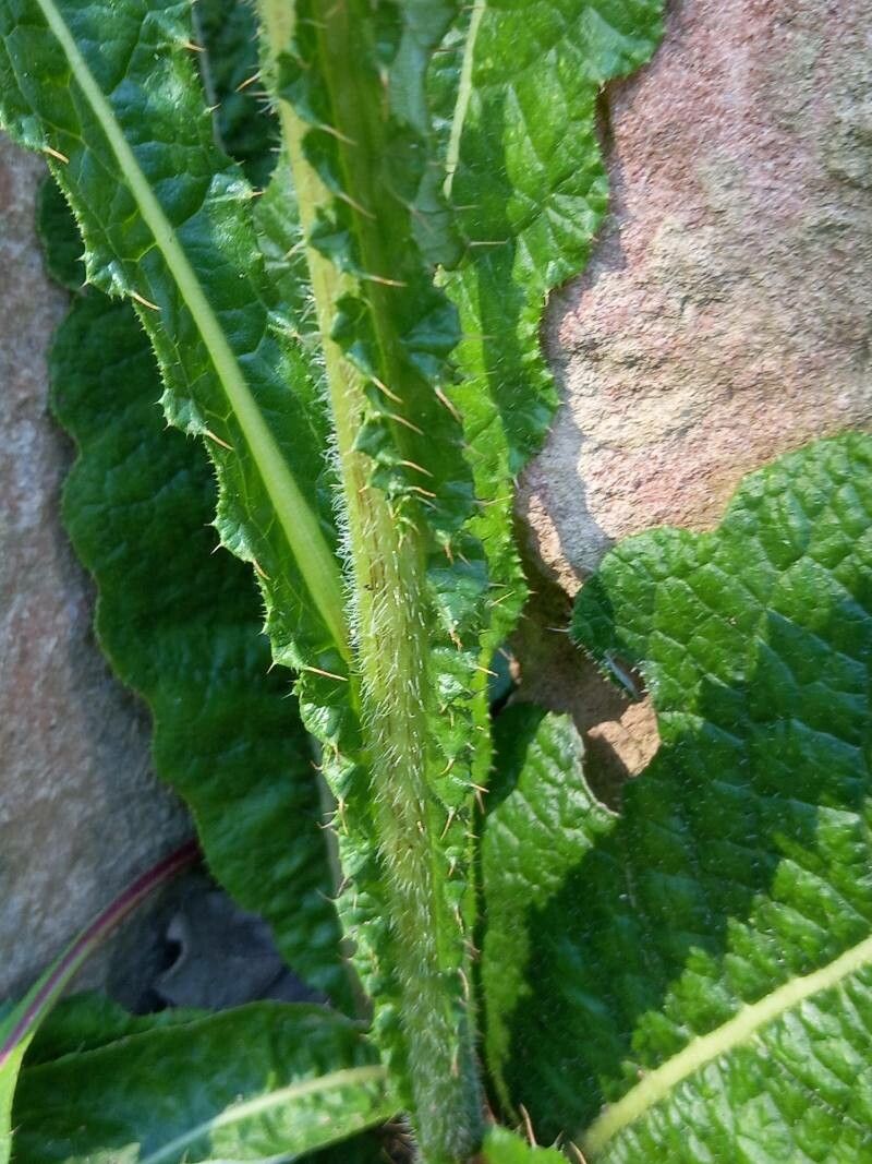 Berkheya radula bark