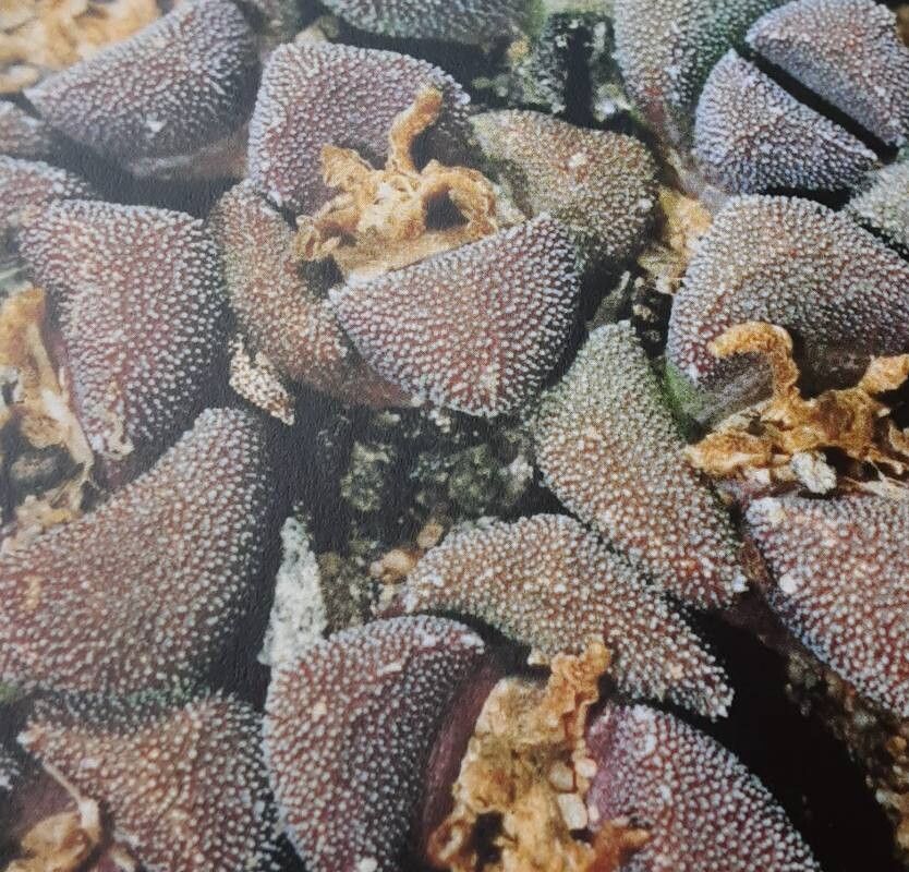 Stomatium suaveolens — houseplant care guide