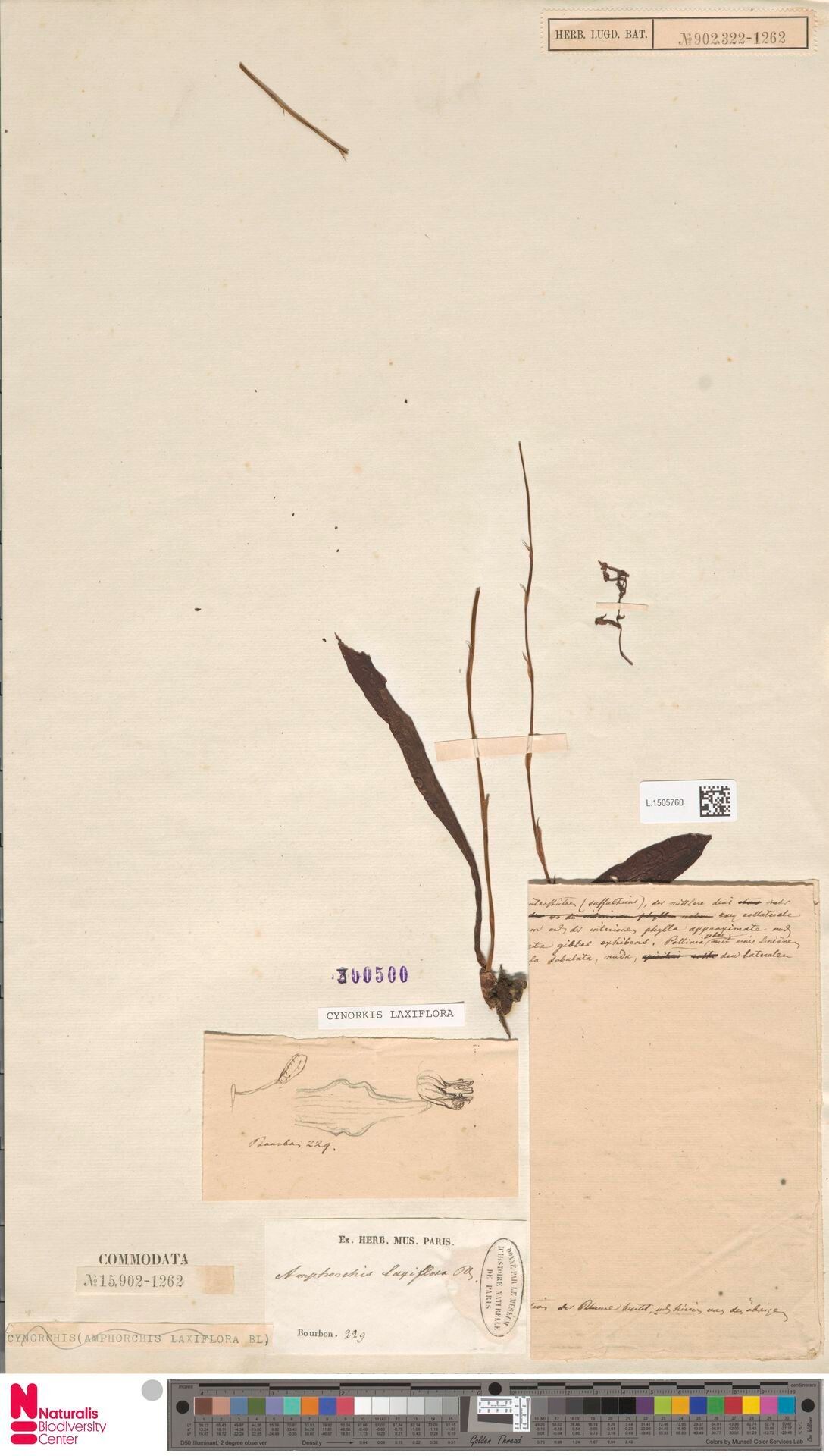 Cynorkis laxiflora — houseplant care guide