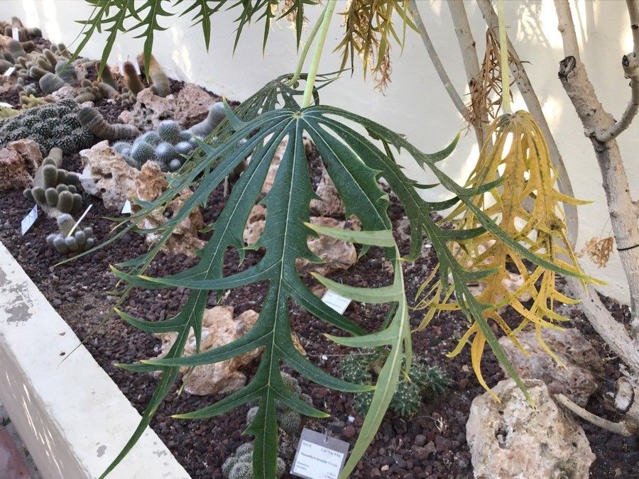 Jatropha multifida leaf