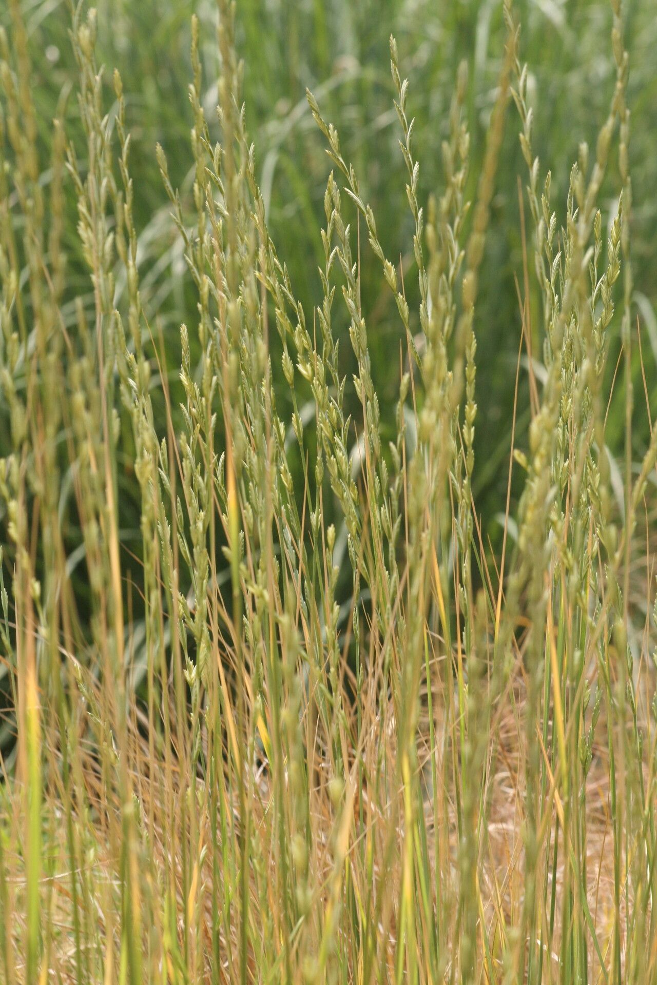 Sporobolus rigidus flower