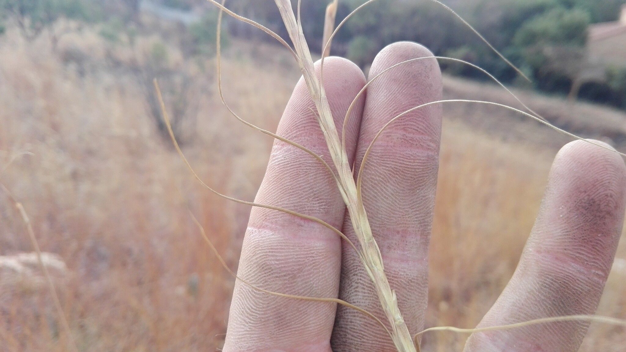 Urelytrum agropyroides — houseplant care guide