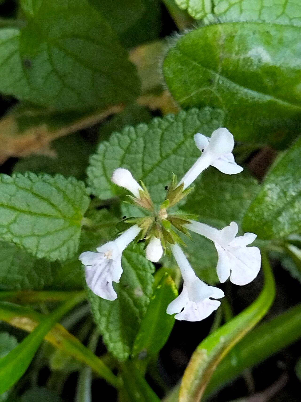 Stachys aethiopica flower