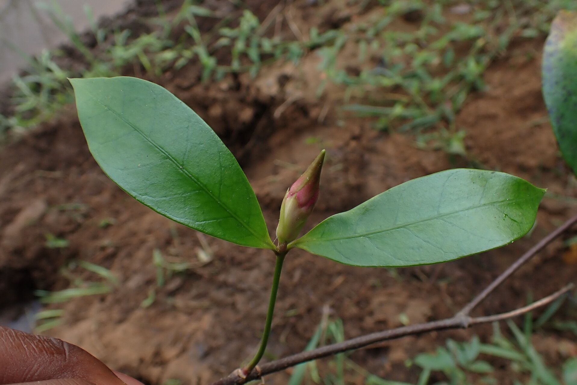 Strophanthus thollonii — houseplant care guide