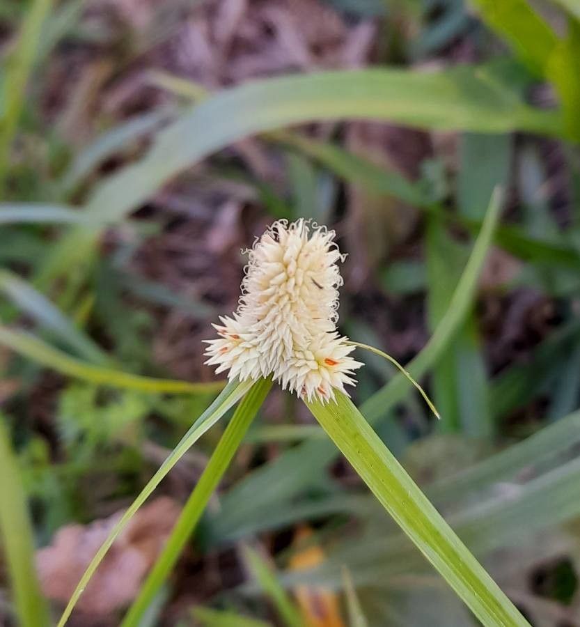 Cyperus sesquiflorus flower