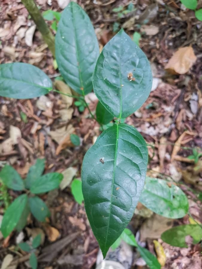 Piper darienense — search result for 'Piperaceae'