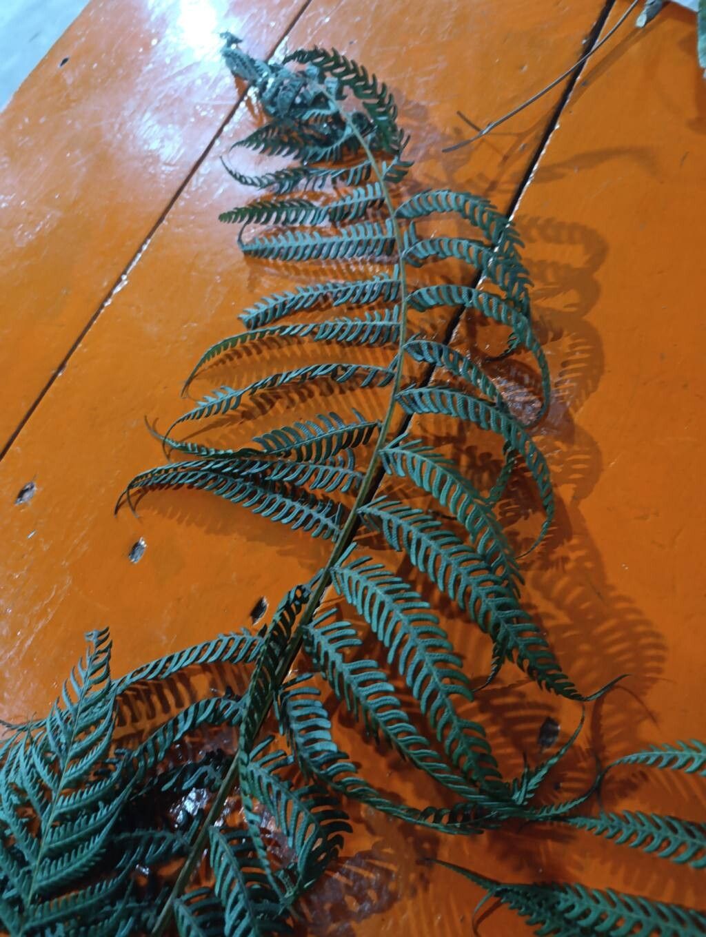 Cyathea poeppigii leaf