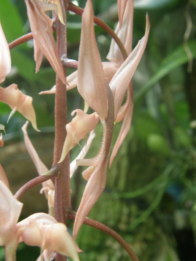 Gongora unicolor flower