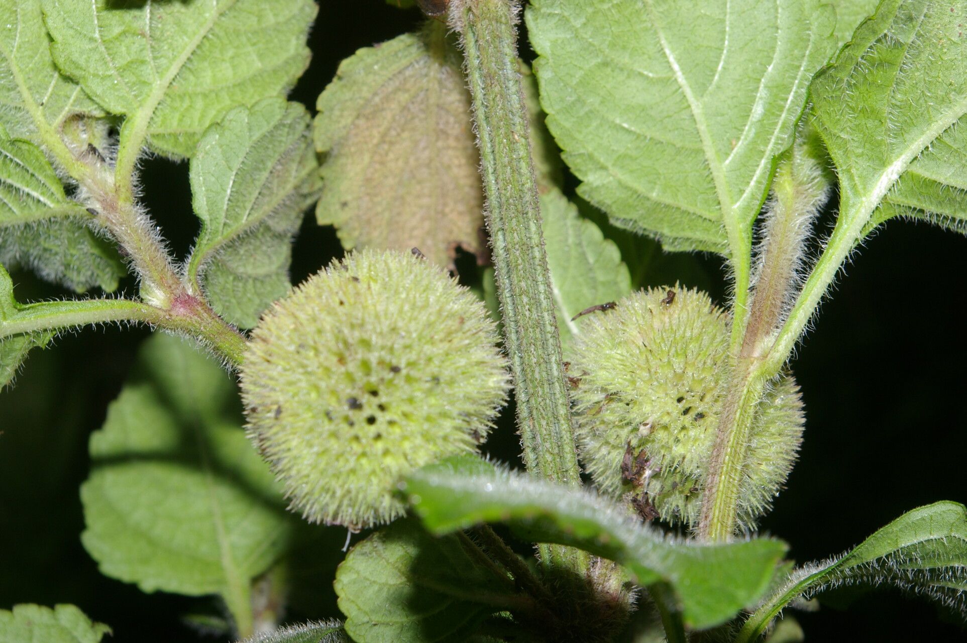 Hyptis sinuata fruit