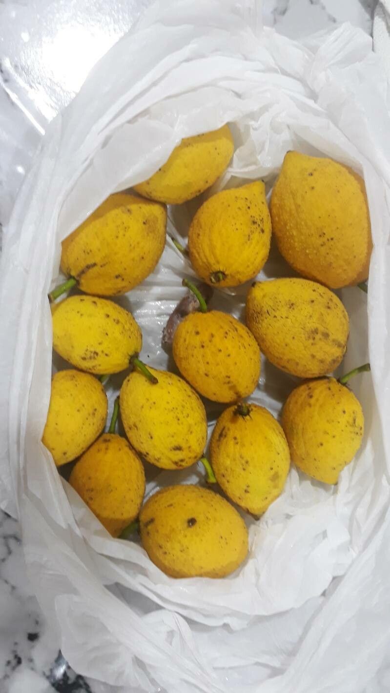 Platonia insignis fruit