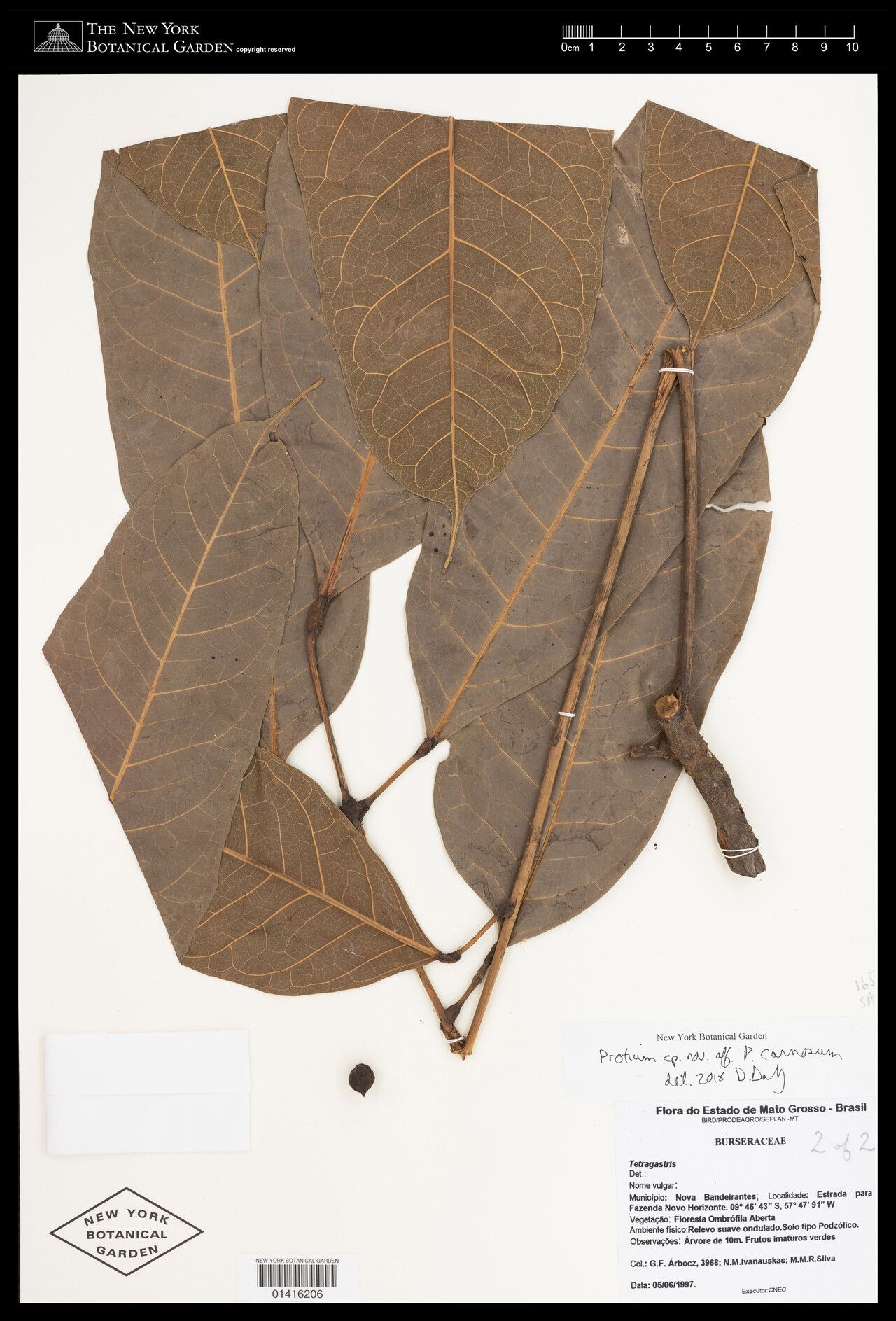 Protium carnosum — houseplant care guide