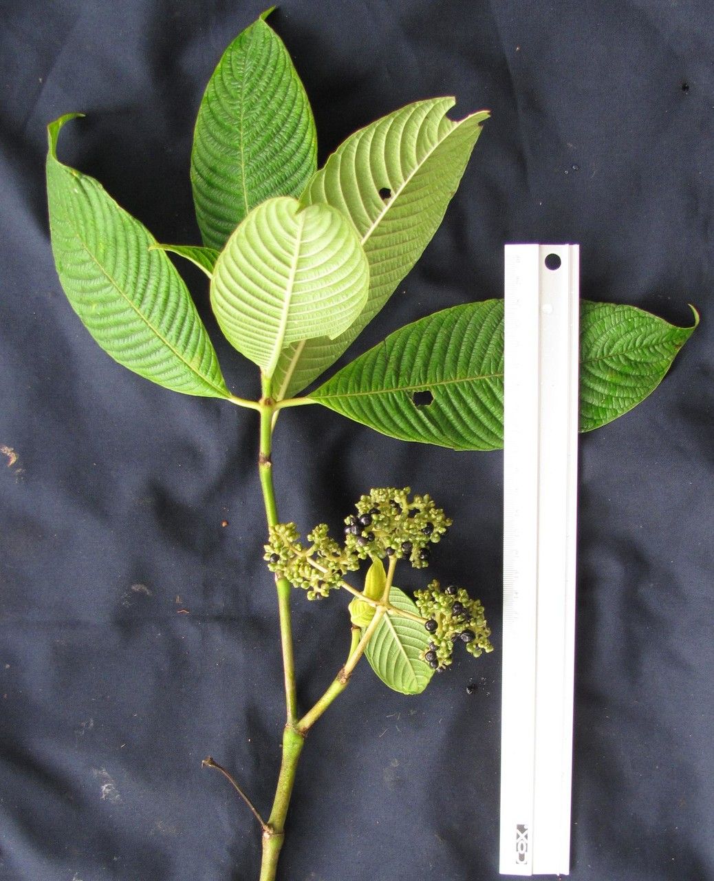 Psychotria mortoniana other
