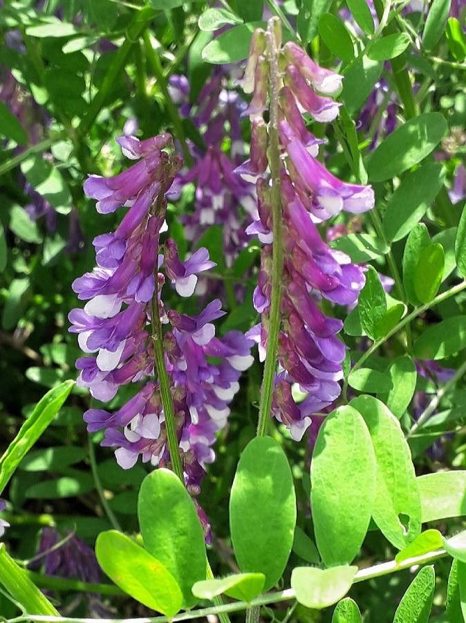 Vicia villosa flower