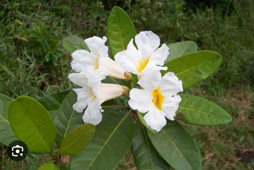 Tabebuia cassinoides flower