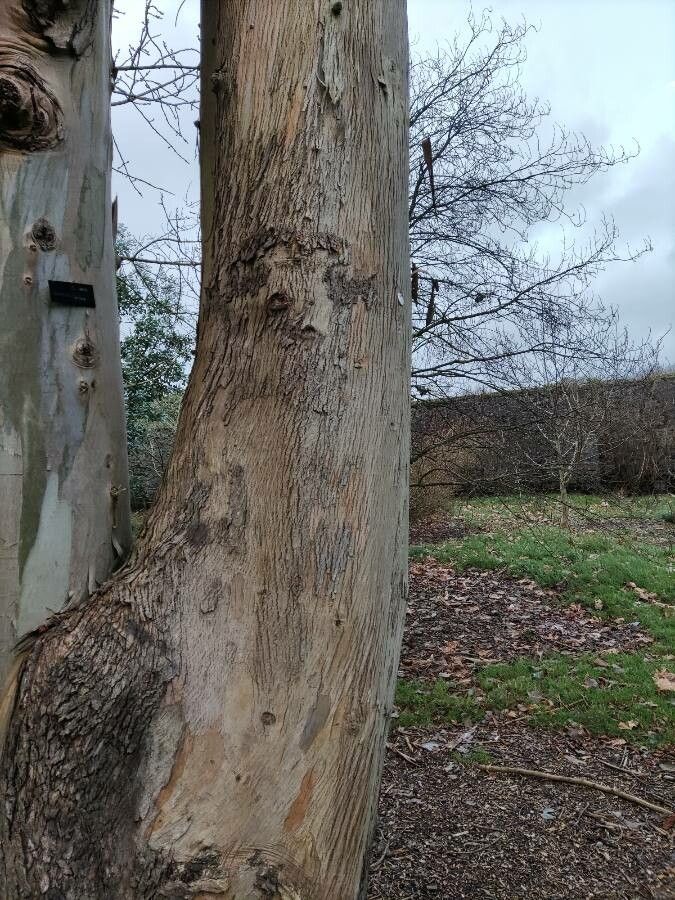 Eucalyptus cordata bark