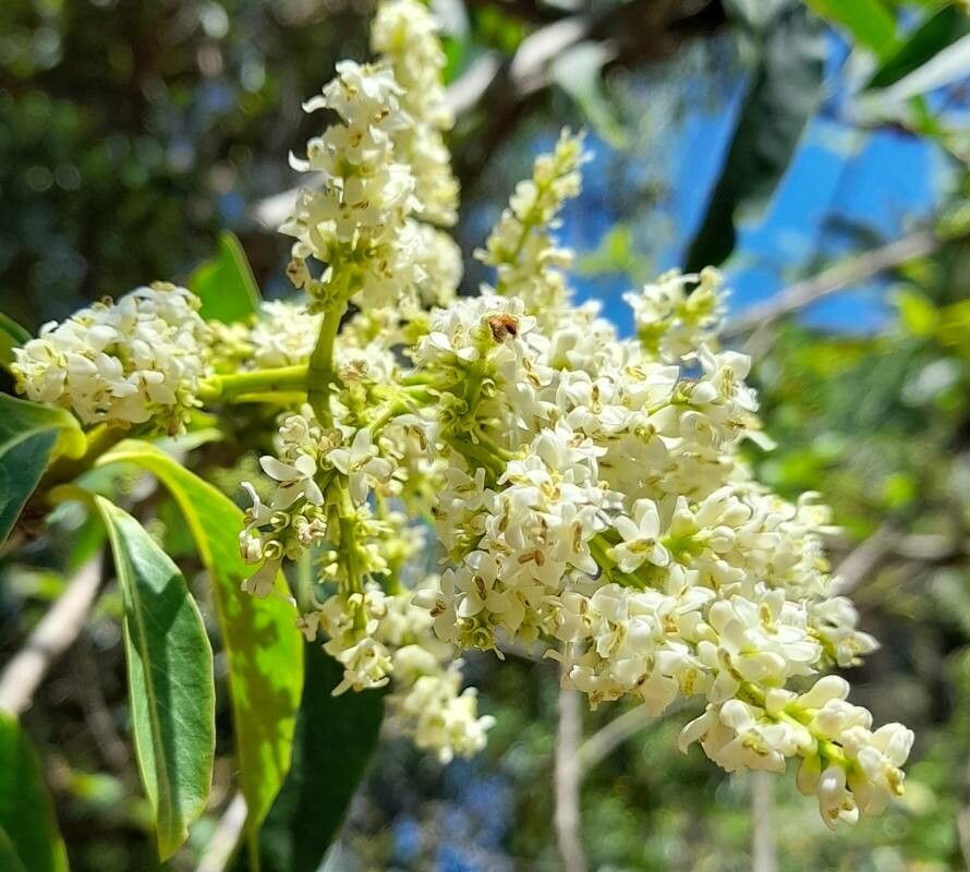 Ligustrum compactum flower