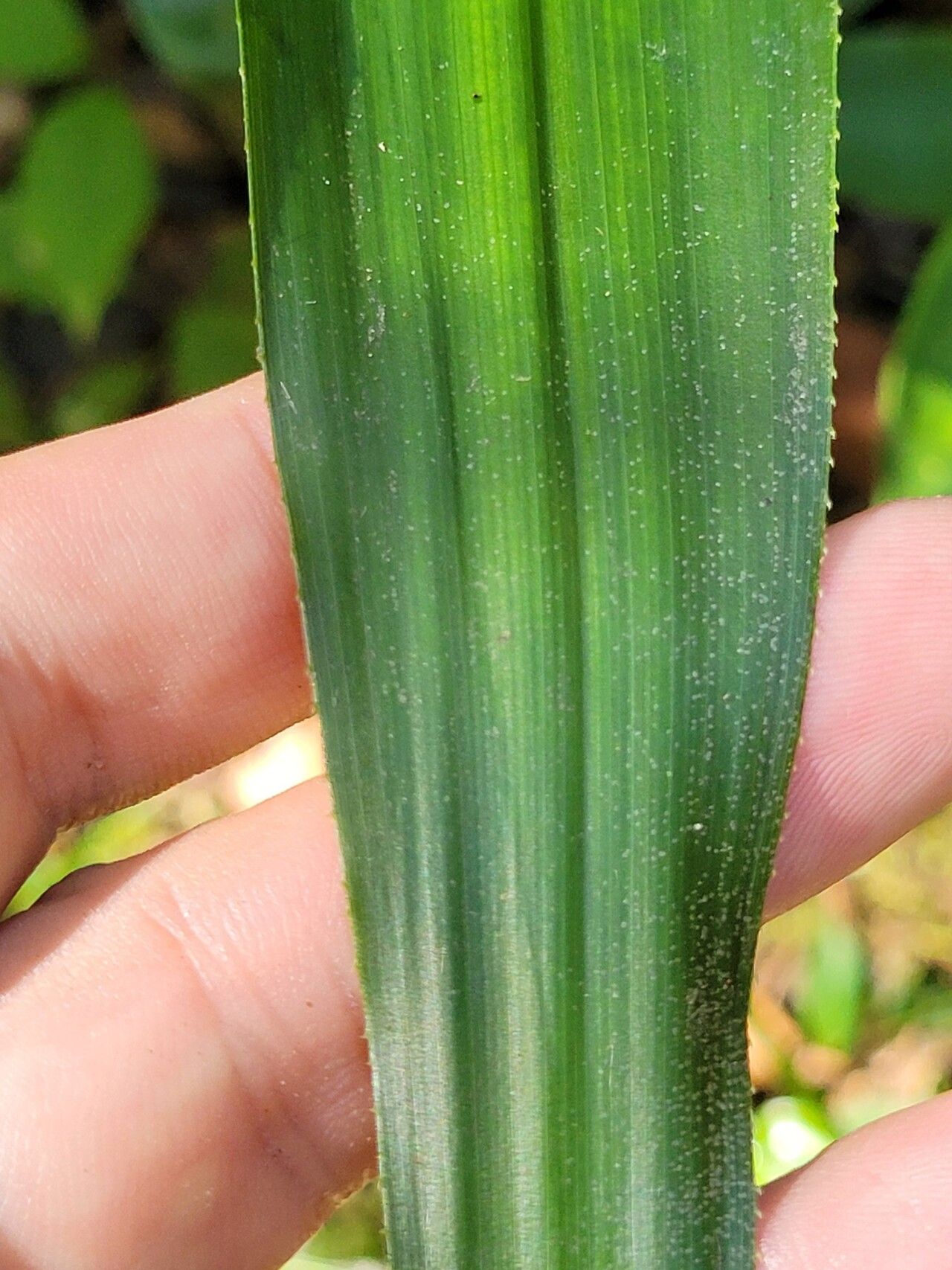 Pitcairnia rubiginosa leaf