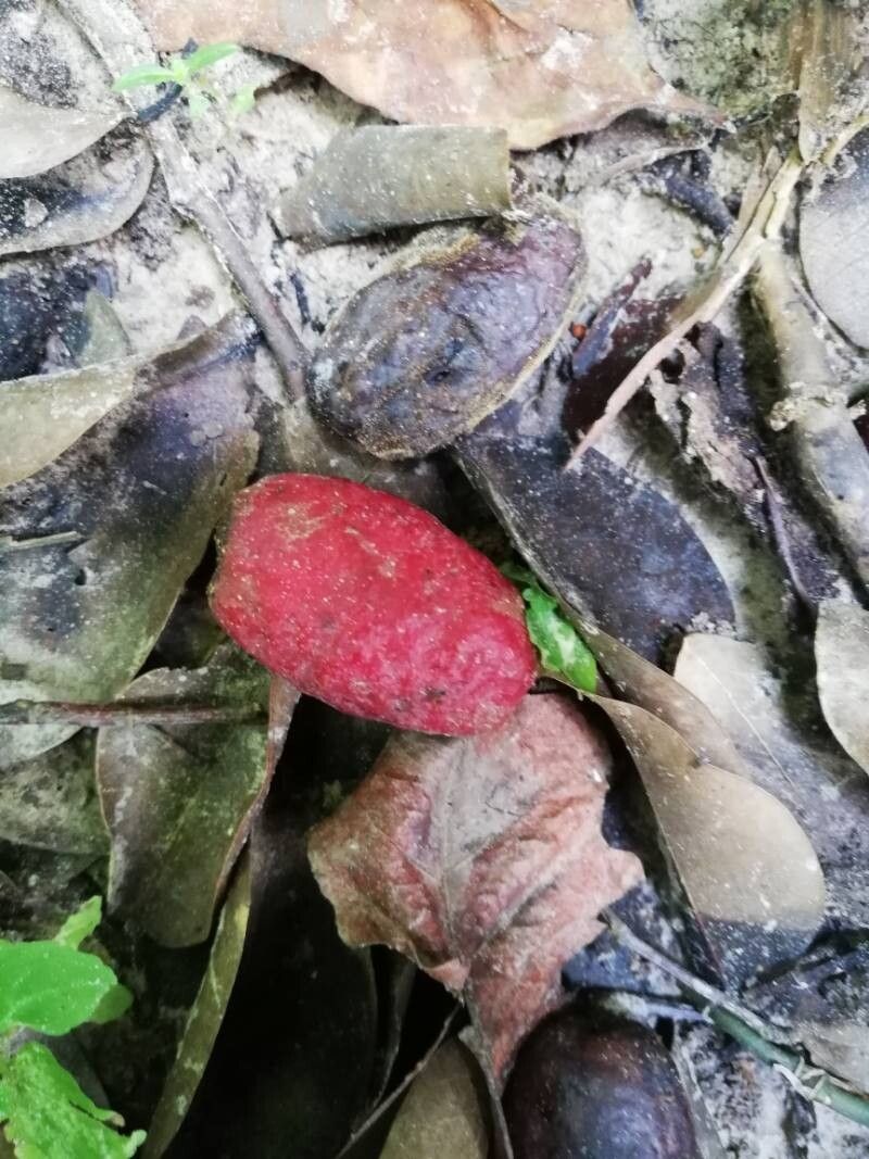 Irvingia smithii fruit