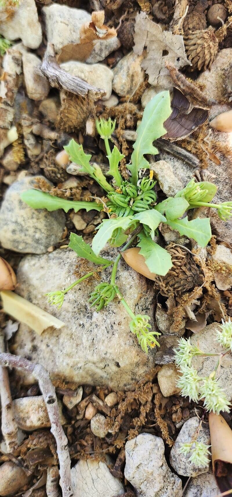 Garhadiolus hedypnois habit