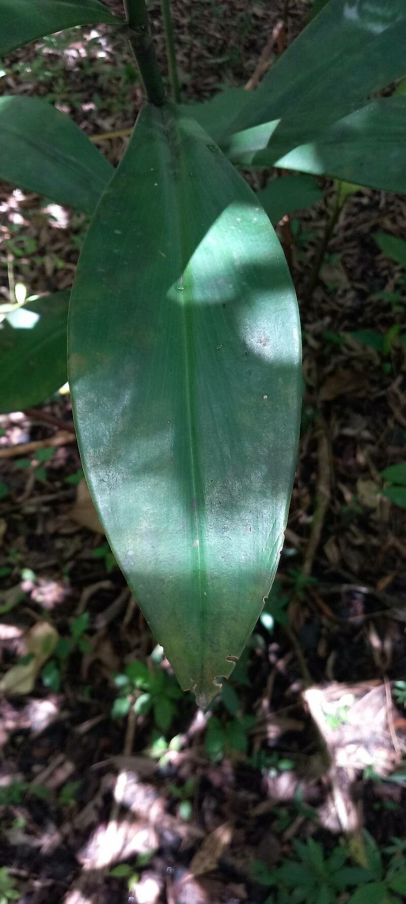 Costus erythrothyrsus leaf