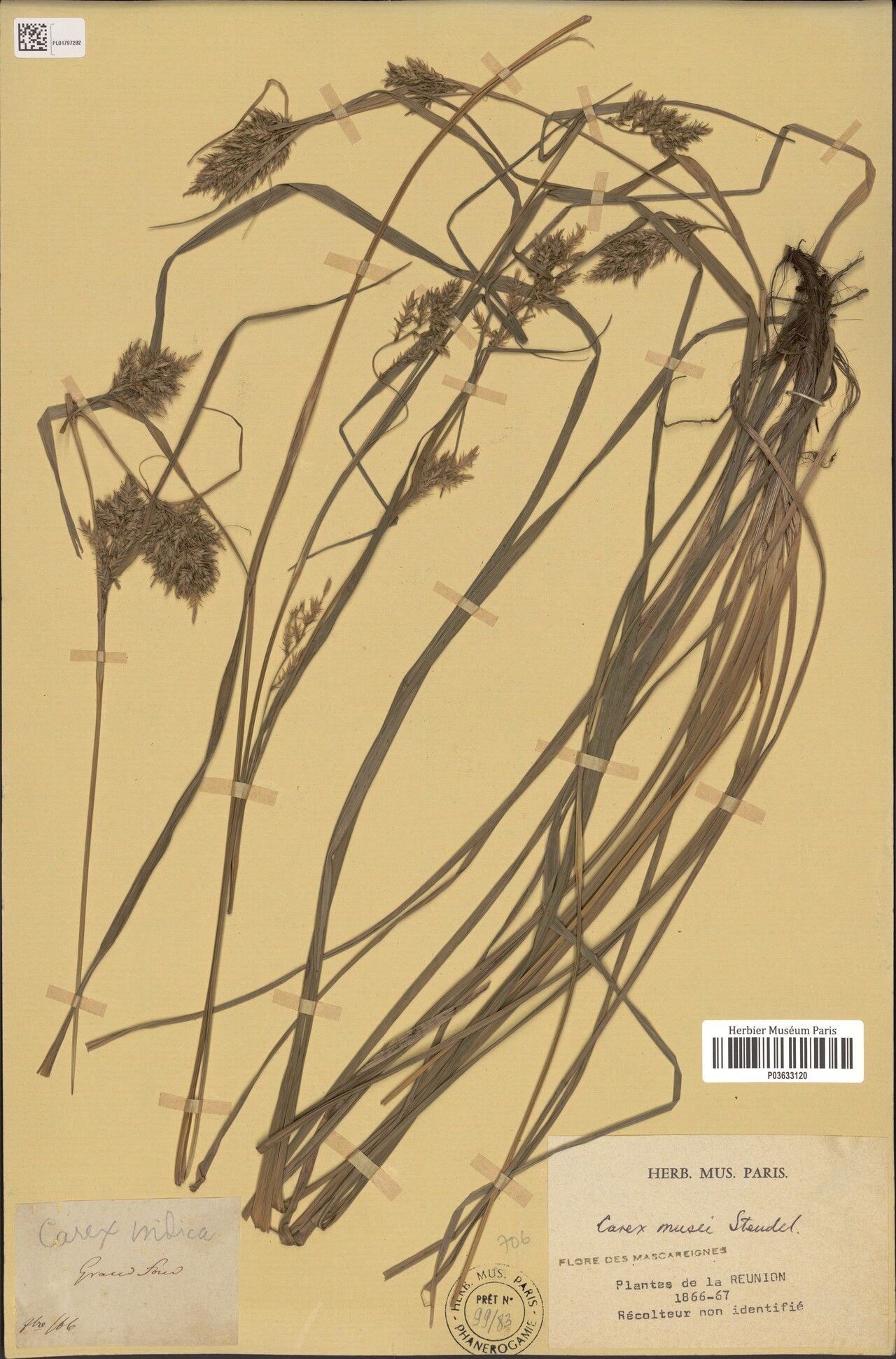 Carex musei — houseplant care guide