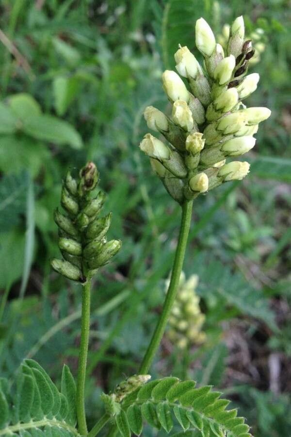Astragalus alopecurus flower