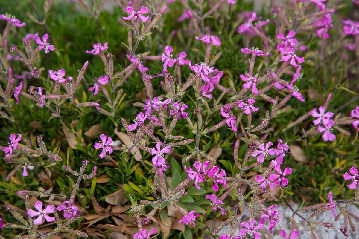 Silene fruticosa leaf